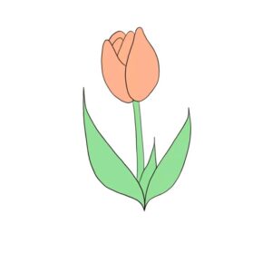 Cách Vẽ Hoa Tulip từng bước đơn giản